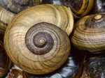 image of snail shell