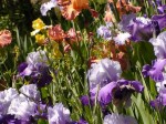 image of irises in a garden